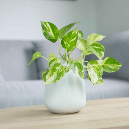 Pothos plant on a wooden table