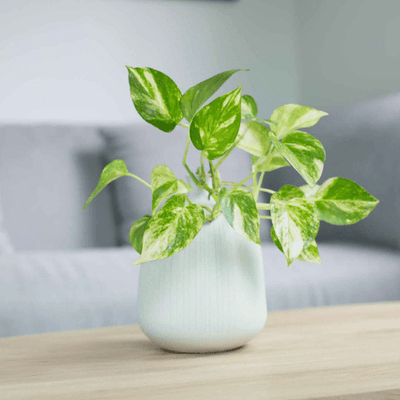 10 Best Kitchen Plants To Enhance Your Space